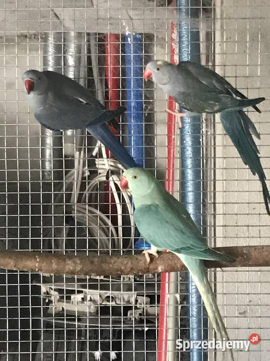 Aleksandrety niebieskie samice do lęgów GO 2023 małopolskie