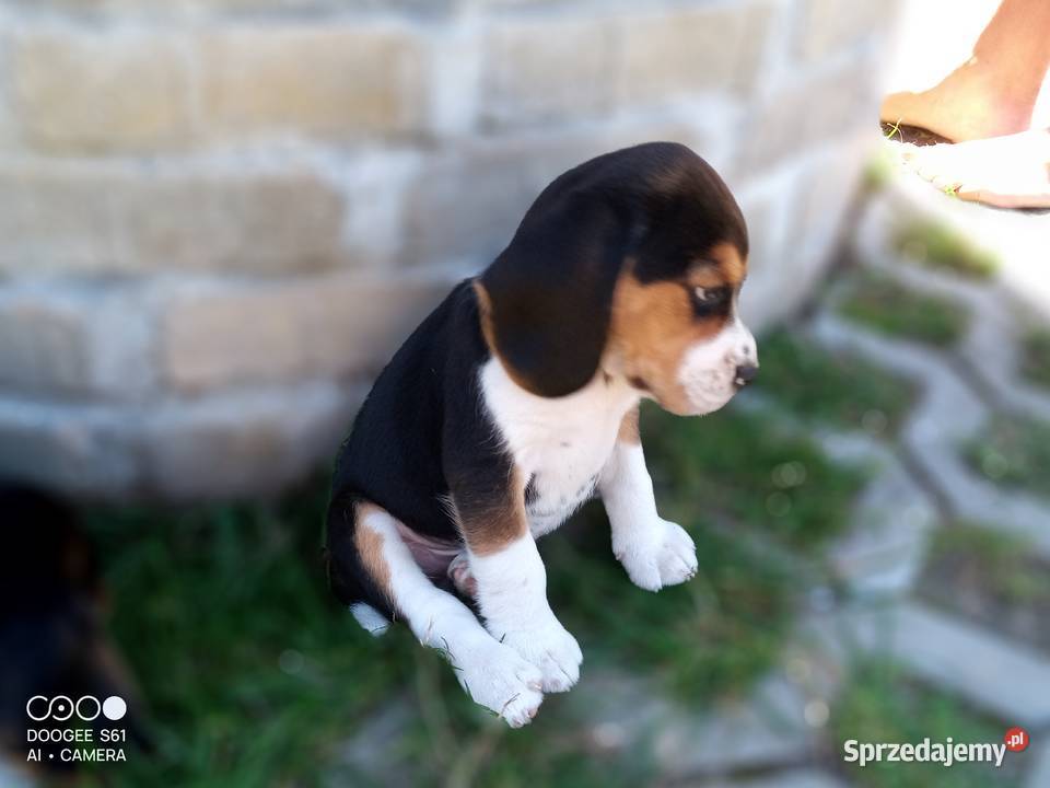 BEAGLE wesołe bb szczeniaki Beagle mazowieckie