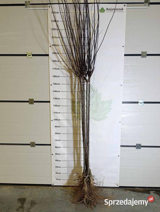 Śliwa wiśniowaPrunus cerasifera Pissardii lubelskie Końskowola