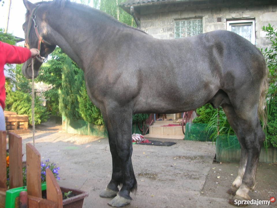 sprzedam konie szpaki gniade Limanowa