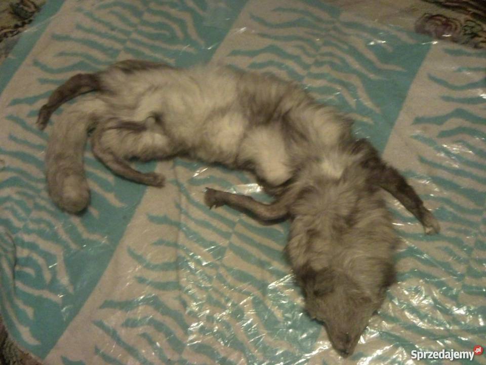 Szal z lisa pełnego nowy mazowieckie