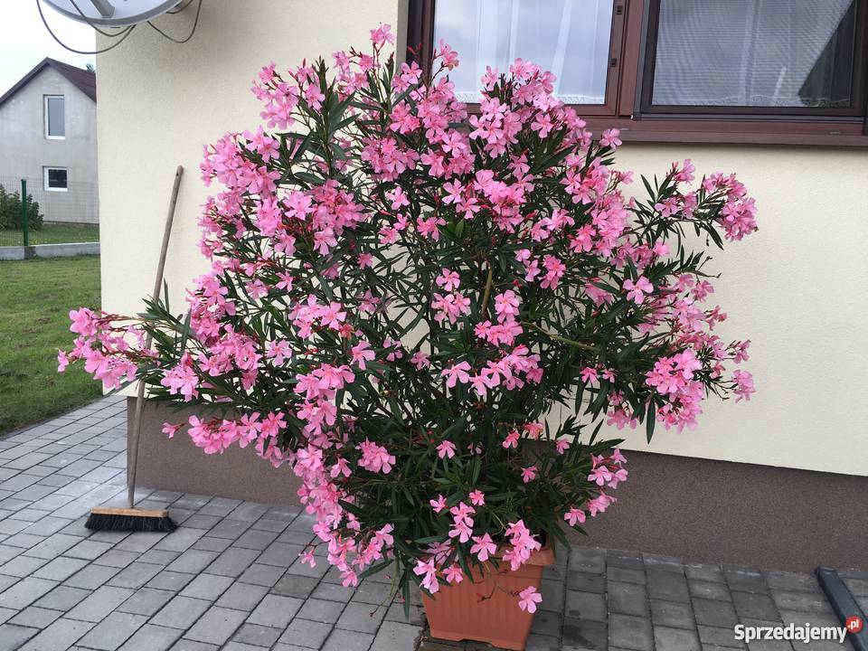 Sadzonki oleander o pachnących kwiatach na Brzeźnica sprzedam