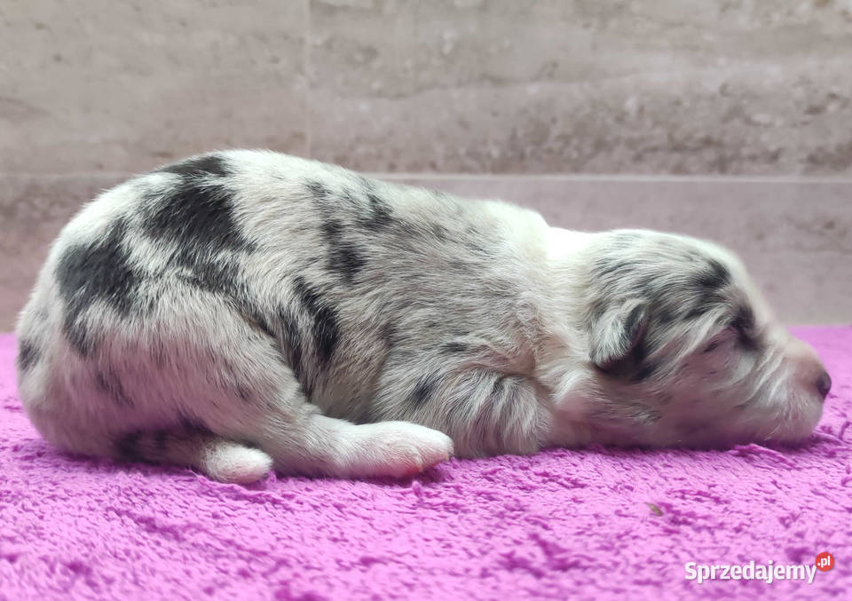 Szczenię BORDER COLLIE z Hodowli Rasowy pies z Pozostałe Kraków