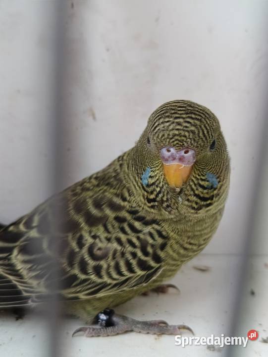 Falista Black face Zbylitowska Góra