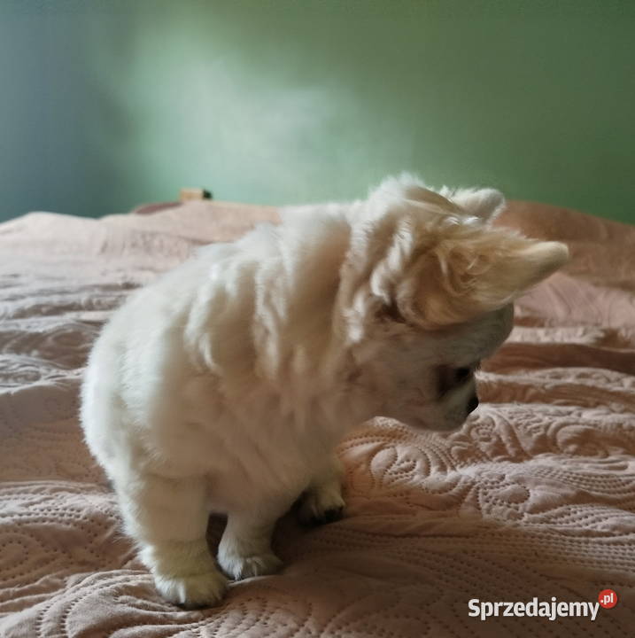 Chihuahua suczka długowłosa Chihuahua Konin
