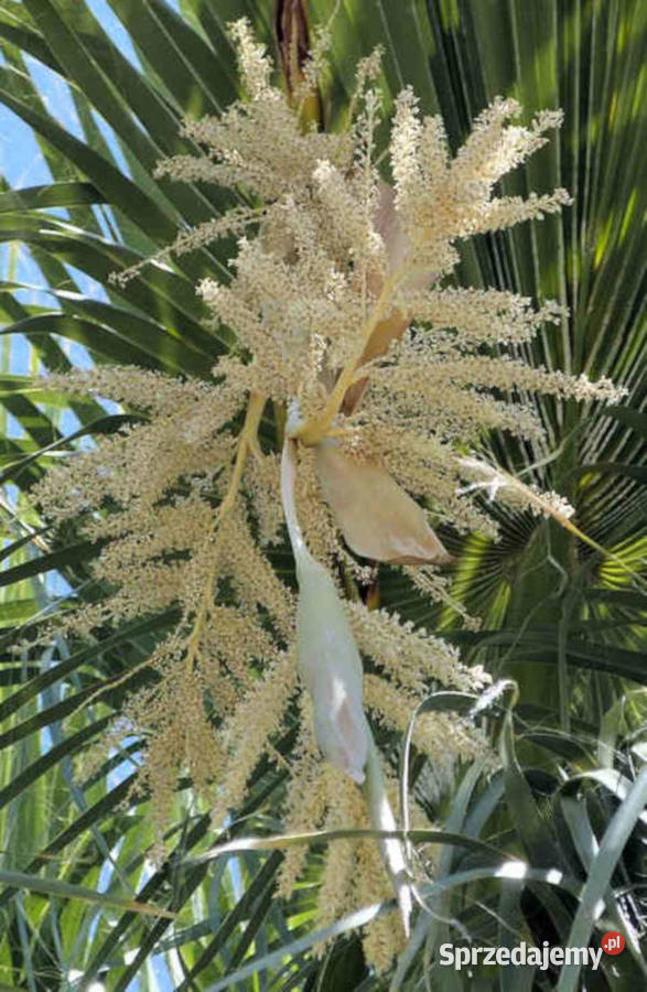 WASZYNGTONIA NITKOWATA Washingtonia filifera Lubanie