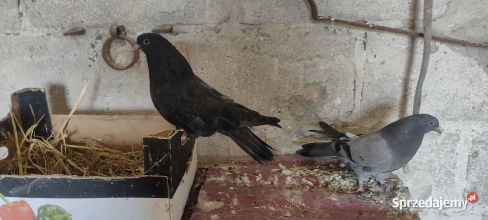 Sprzedam gołębie Mikołajewskie lubelskie Tokarówka