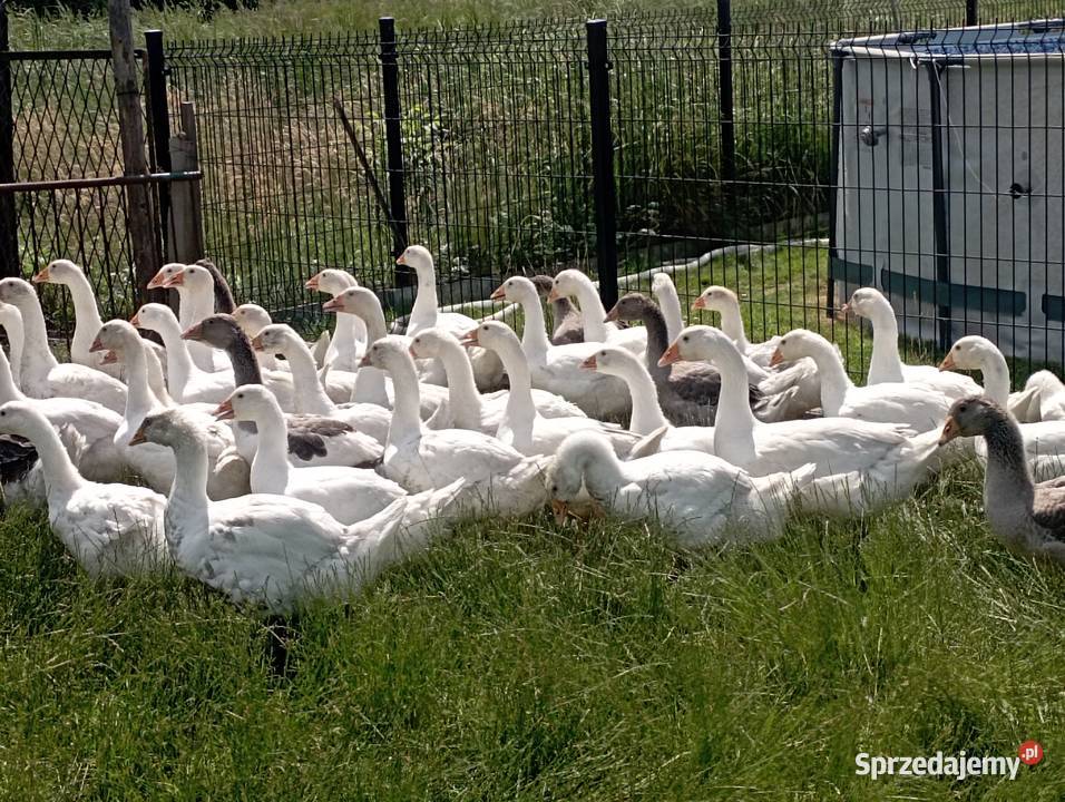 Gęsi ODCHOWANE Rasy Kołudzkiej i Landes Golasowice