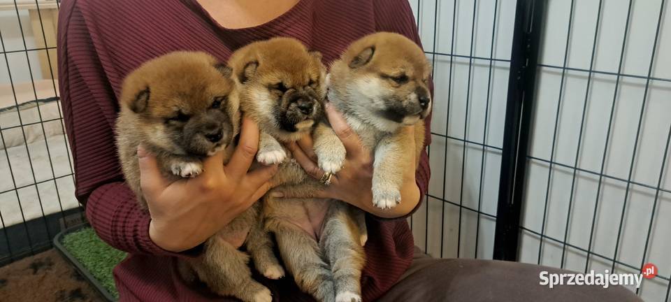 Czerwone suczki Shiba Inu FCI