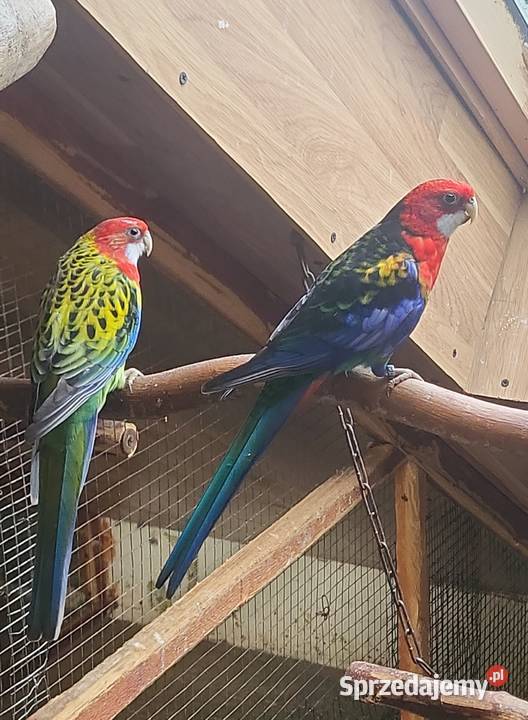 Sprzedam papugi rozelle królewskie górskie Nowy Sącz sprzedam