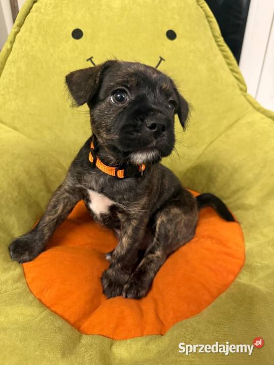 Do oddania pieski mieszańce buldoga francuskiego Warszawa sprzedam