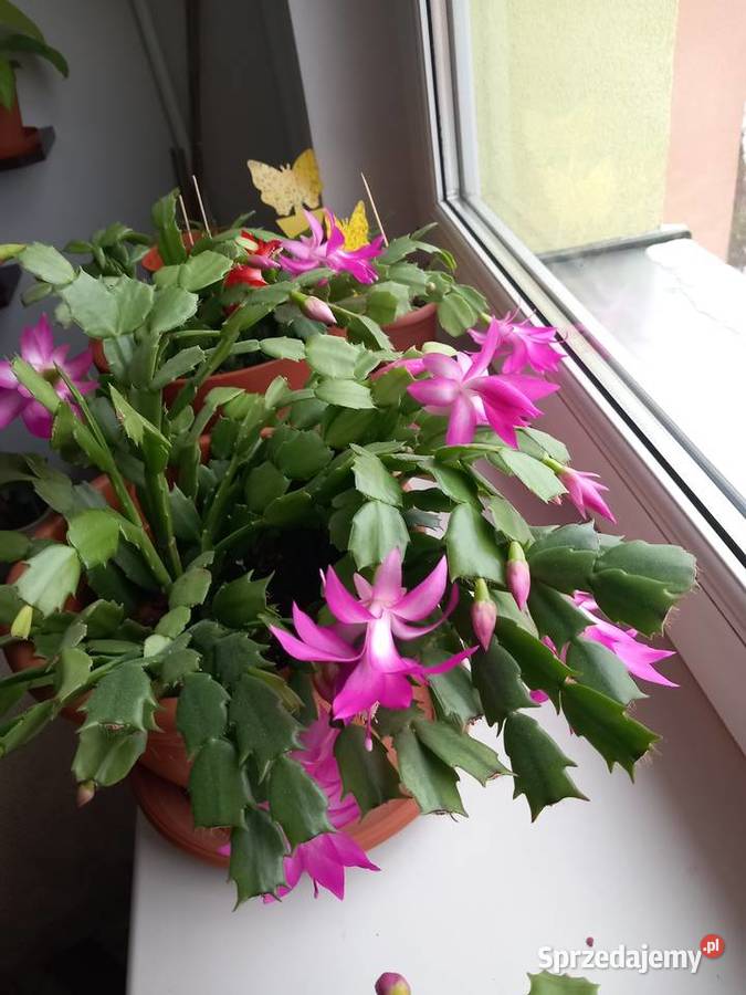 Grudnik roślina wieloletnia kwitnąca 1 śląskie sprzedam