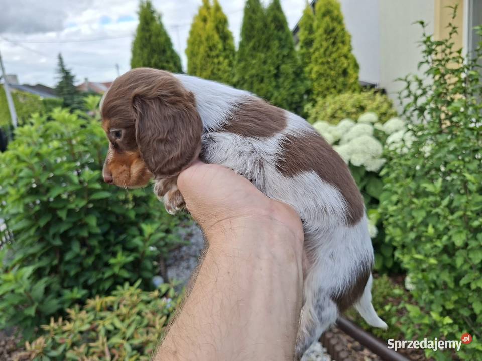 Jamnik długowłosy Piebald Brindle Choco Psy łódzkie Żychlin