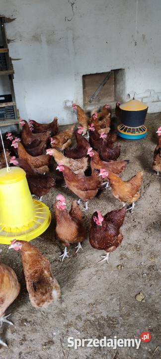Sprzedam kury nioski Wólka Łózecka