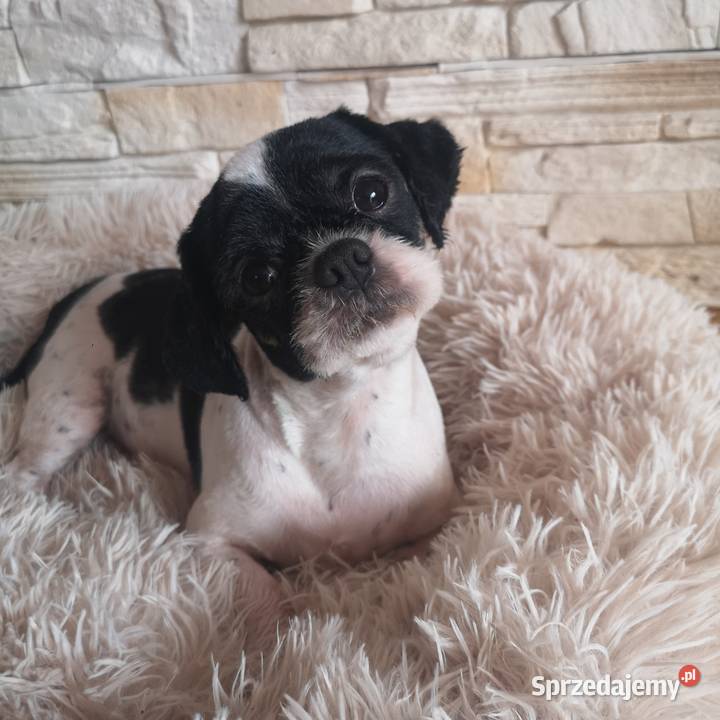 Shih Tzu do adopcji Szczecinek