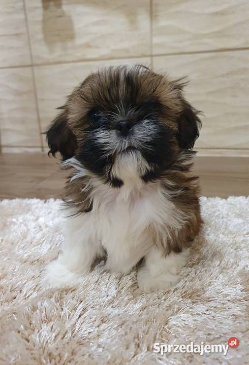 Szczeniaki shih tzu z rodowodem