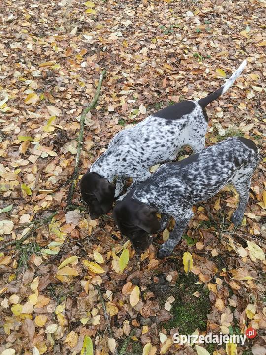 Wyżeł niemiecki krótkowłosy Łódź