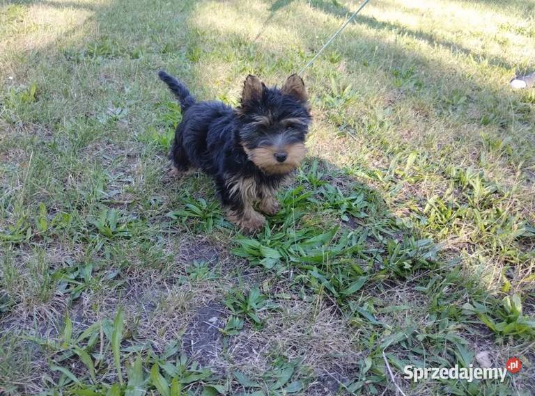 York Terirer Yorki Żychlin