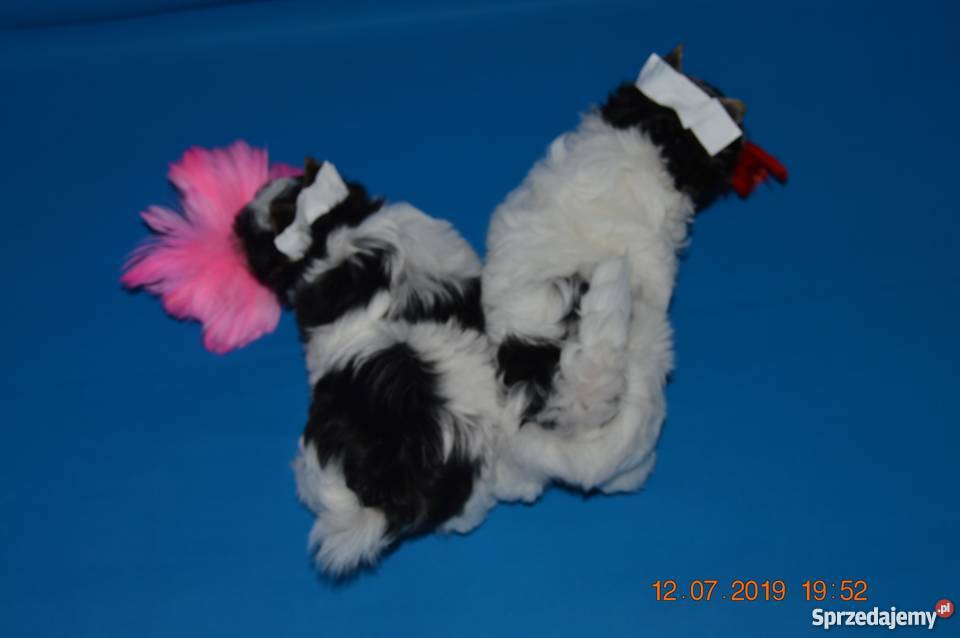 Biewer Yorkshire Terrier sliczne maluszki Gdańsk