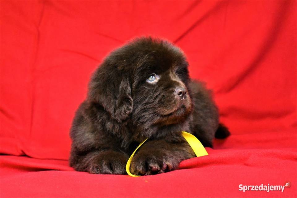 Nowofundlandy szczeniaki Hodowla Pola Elizejskie Pozostałe Iława