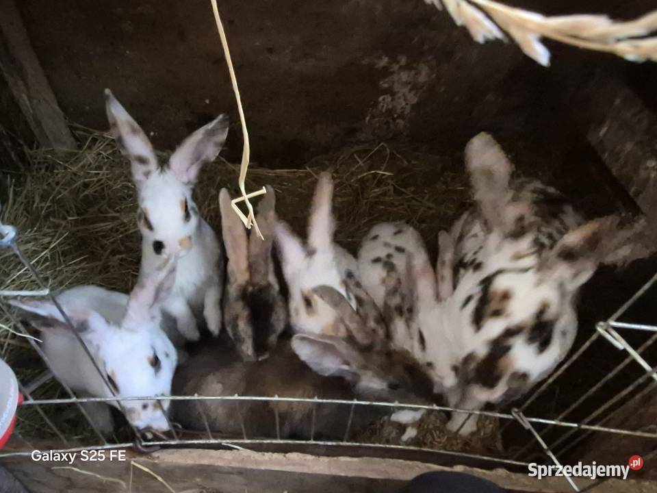 Króliki rex trójbarwny sprzedam