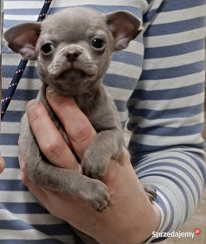 Chihuahua liliowy Chihuahua mazowieckie Warszawa