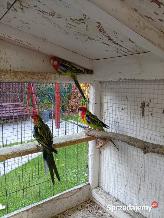 Sprzedam papugi rozele rozele białolice Strzegom sprzedam