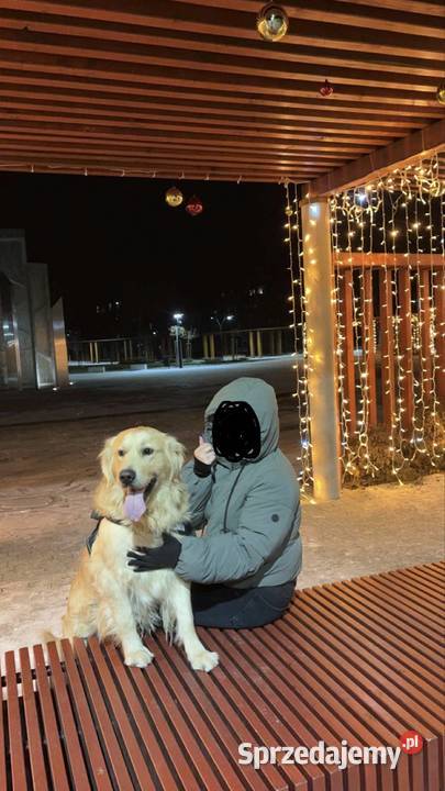 Reproduktor Golden Retriever Krycie Usługi Miechów