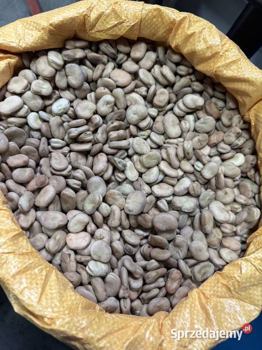 Bób bizon małopolskie