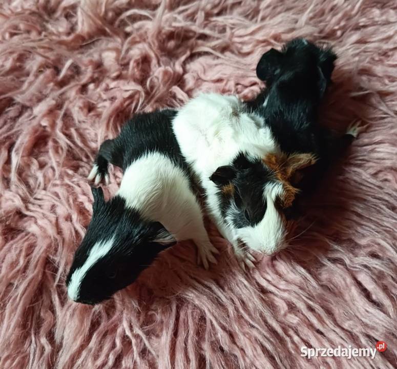 świnki morskie rozeta gładkie Modrze