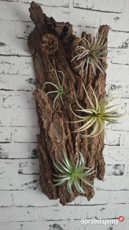 Ozdoba do akwarium terrarium Łódź usługa dla zwierząt