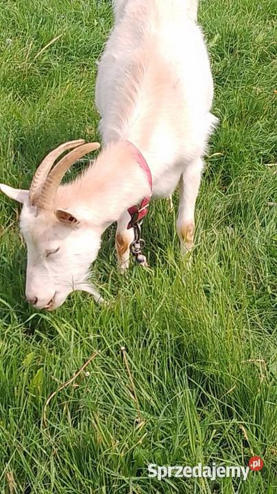 koza mleczna seańska 70 lubelskie Biszcza