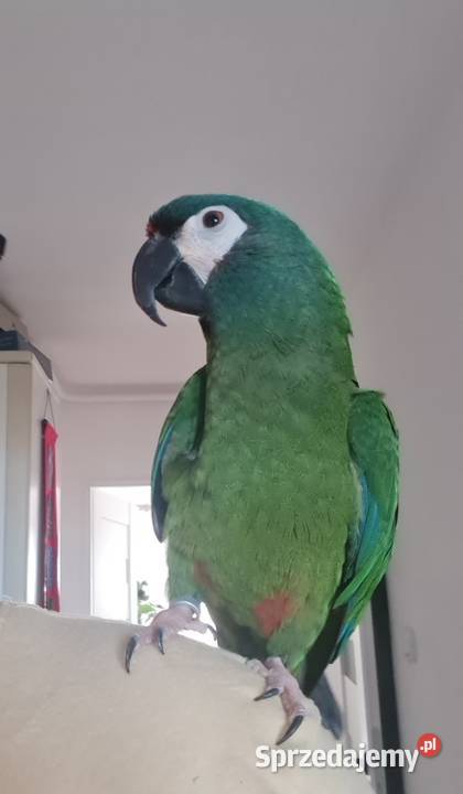 Sprzedam arę marakanę kilkuletnia, oswojona, z papierami.