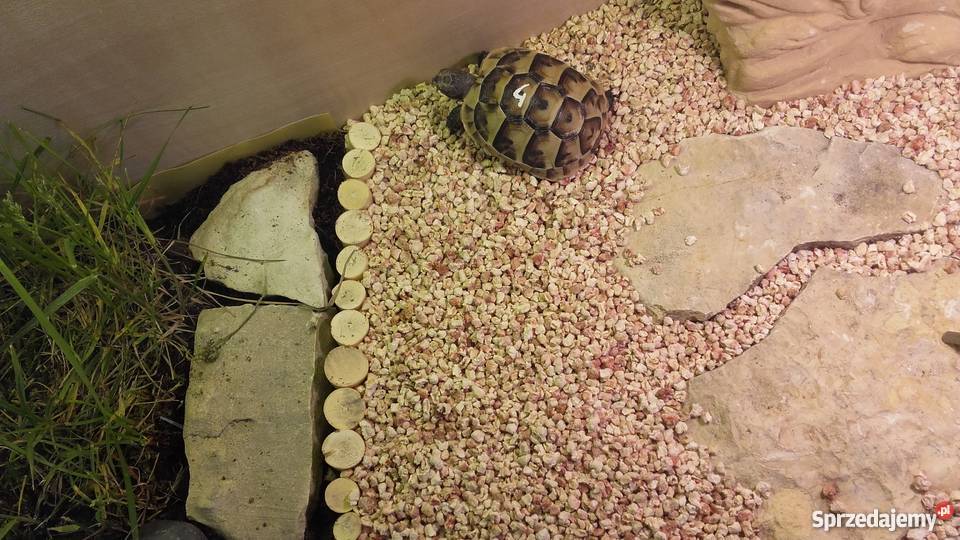 Żółw lądowy śródziemnomorski mauretański Kędzierzyn-Koźle