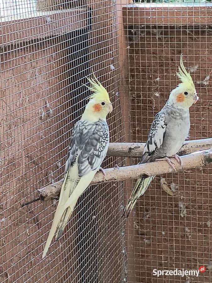 Sprzedam Nimfy mazowieckie