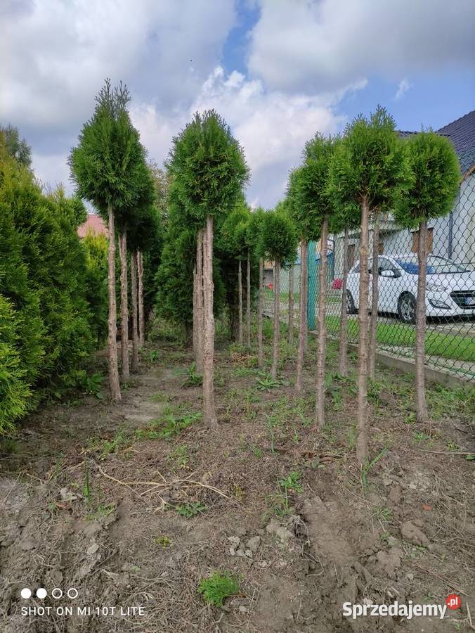 Tuja kulista na pniu Podkarpackie podkarpackie