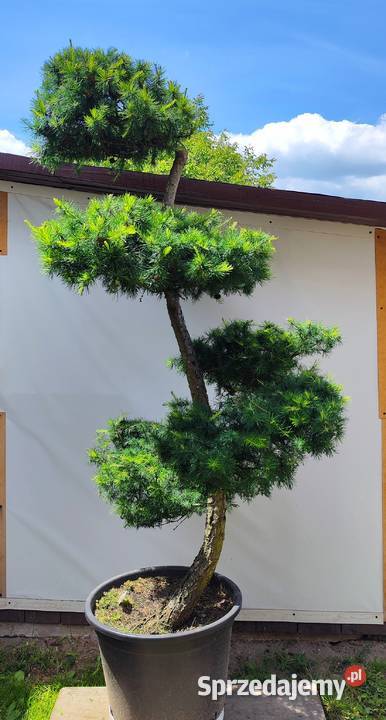 Bonsai Niwaki Modrzew Bonsai podkarpackie Medynia Łańcucka sprzedam