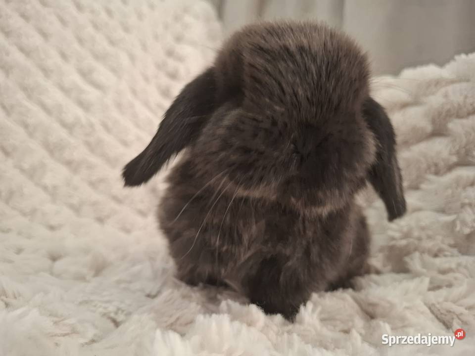 Karzełek baranek mini lop z oklapniętymi uszkami Jarocin
