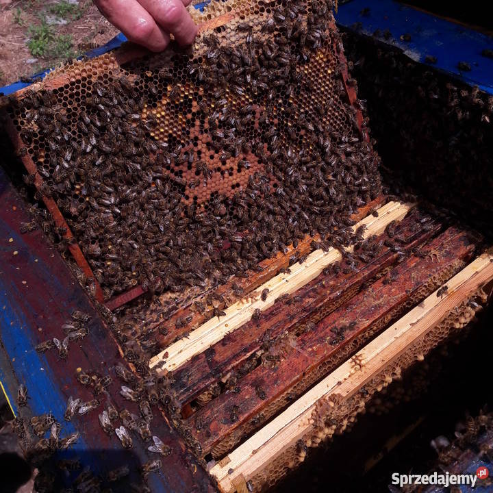 Ule wielkopolskie z PSZCZOŁAMI