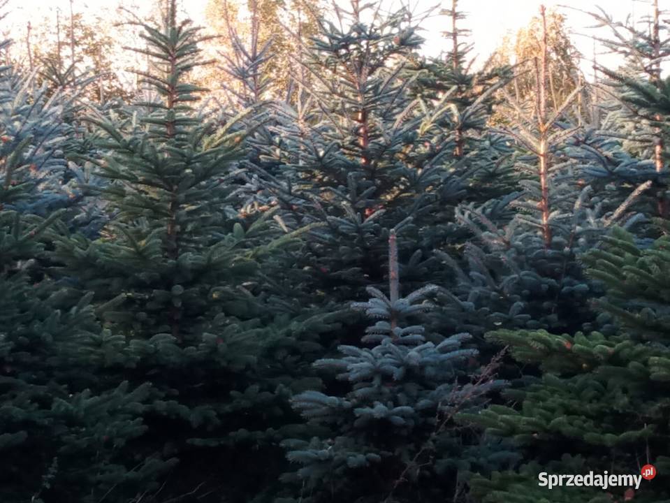 Sprzedam choinki świerk kłujący srebrny zielony Pietrzwałd sprzedam