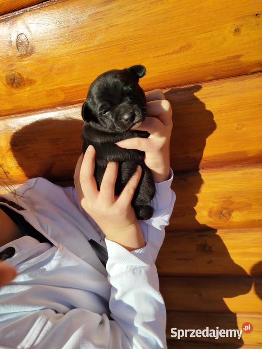 Chichuahua piesek Nowy Dwór Mazowiecki