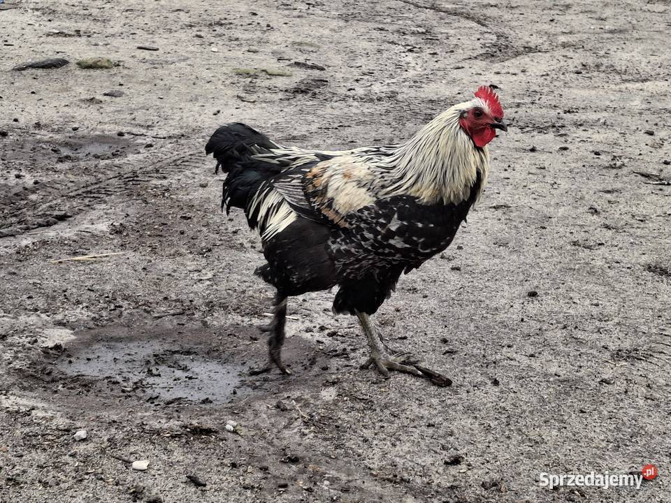 koguty z wolnego wybiegu młode Sułoszyn