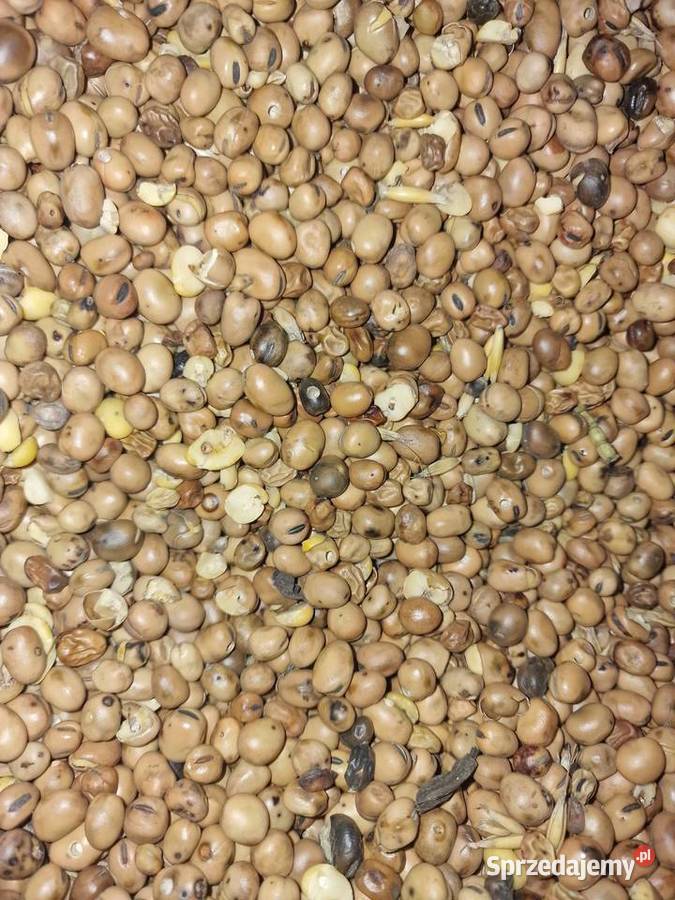 Bobik zbiór 2025 czyszczony niezasuszany