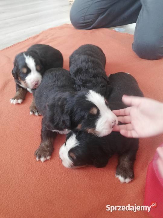 Berneński Pies Pasterski szczeniaczki lubelskie