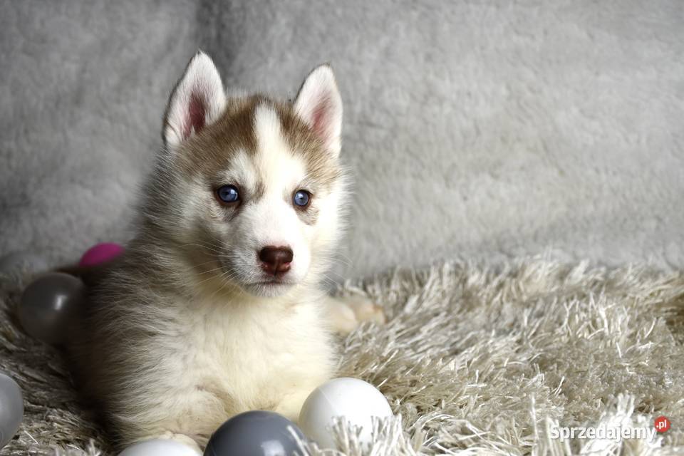 Siberian Husky szczenięta Championie Polski Kalisz
