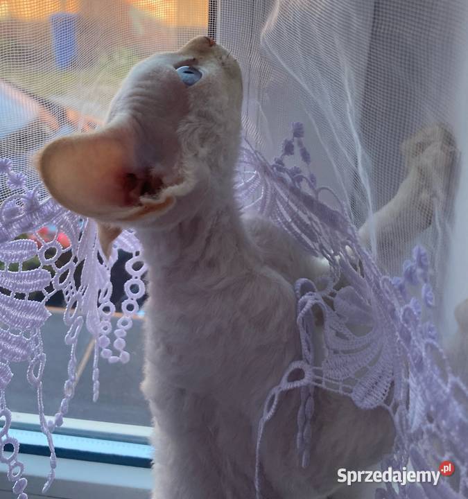 Kocurek Devon rex Alfred zachodniopomorskie