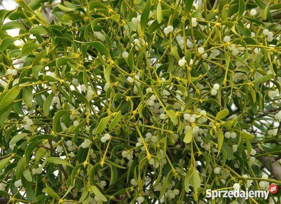 Sprzedam Jemiołę Jemioła hurt 1m3 80 Kule pęczki Rośliny Dom i Ogród łódzkie Piotrków Trybunalski