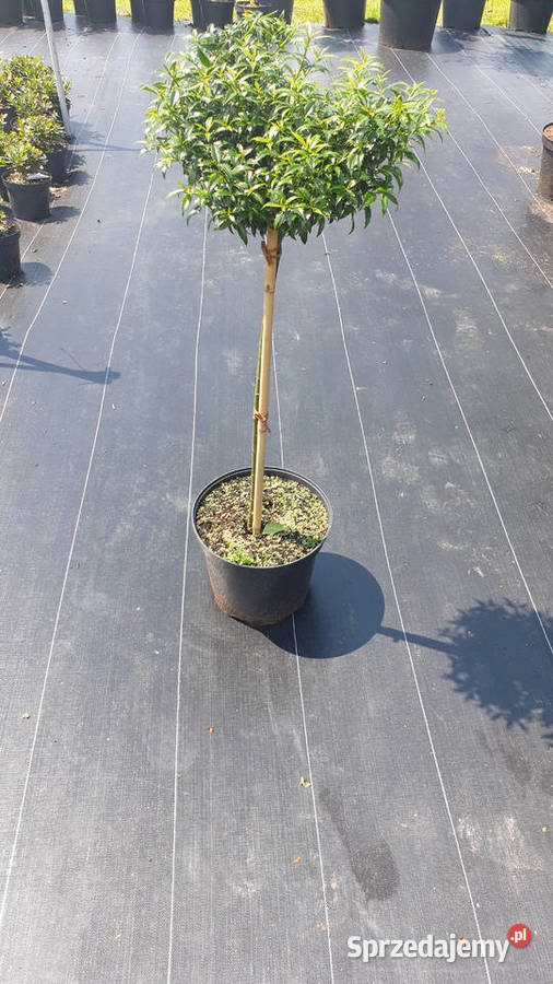 Ostrokrzew Bonsai Niwaki śląskie Simoradz