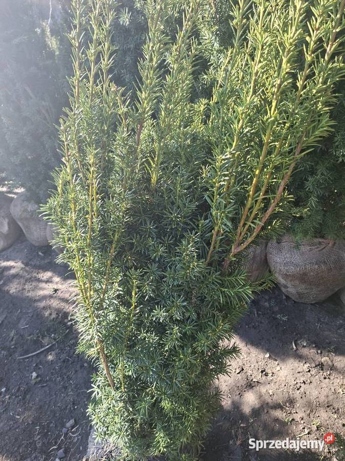 Cis Hicksi SzybkorosnącyGęsty Żywopłot Mszczonów sprzedam