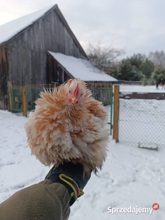 Kochin Miniaturowy przepiękne kogutki 2025 pary Sewerynówka